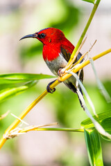 Crimson Sunbird or Aethopyga siparaja 