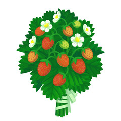 Strawberry bouquet on white background.