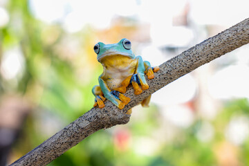 gthe wallace flying frog perc hed on branch