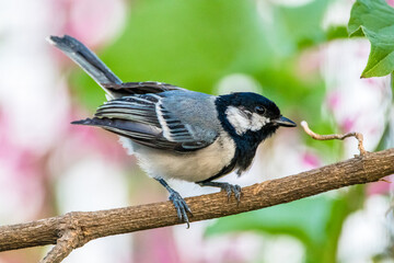 The great tit (Parus major) is a small passerine bird in the tit family Paridae