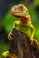 Close up of baby Super red iguana