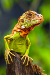 Close up of baby Super red iguana
