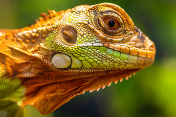Close up of baby Super red iguana
