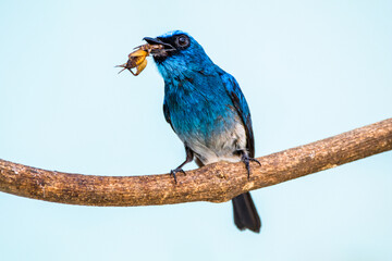 The close up of Indigo flycatcher (Eumyias indigo) 