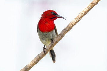 Crimson Sunbird or Aethopyga siparaja 