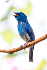 The close up of Indigo flycatcher (Eumyias indigo) 