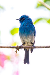 The close up of Indigo flycatcher (Eumyias indigo) 