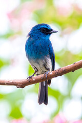The close up of Indigo flycatcher (Eumyias indigo) 
