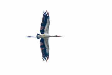 The milky stork (Mycteria cinerea) is a stork species found predominantly in coastal mangroves...