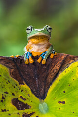 wallace flyin g frog perched on  flowers