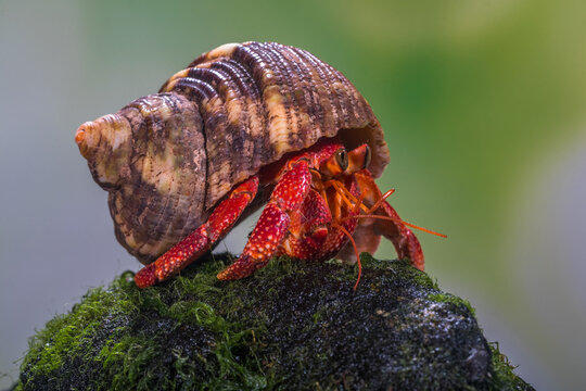 The Close Up Of Red Hermit Crab