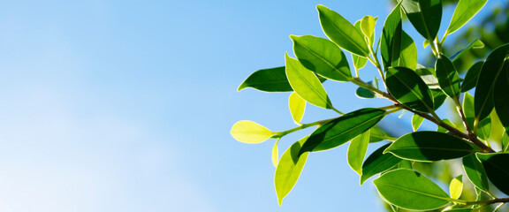 green leaves and blue sky background