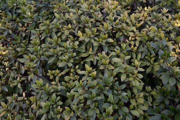 Leaves background. Closeup view of Rhododendron, also known as Azalea, green leaves texture and pattern.  