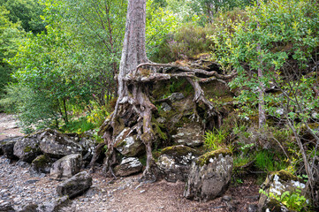 Exposed tree roots by Loch Eck, Cowal Peninsula, Scotland