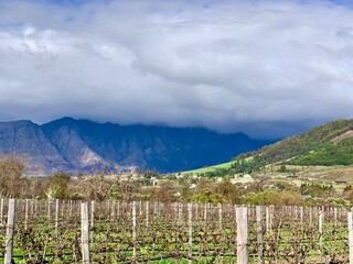 vineyard in the summer