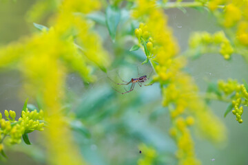 Eine kleine Spinne in ihrem Netz an einer Pflanze.
