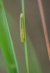 Nahaufnahme einer Larve einer Blattwespe auf einem Grashalm.