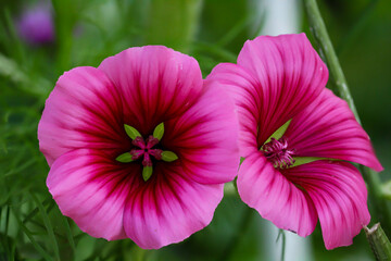 Nahaufnahme einer lilafarbenen Bl&uuml;te einer Becher Malve, Malva trimestris.
