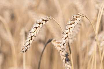 Ears of wheat, Wheat Field, close up, shallow depth of field, selective focus, natural color
