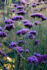 Tall verbena (Verbena bonariensis) clusters of small purple flowers