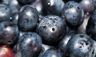 Sehr leckere und reife Blaubeeren mit kleinen Wassertropfen auf der Oberfläche.
