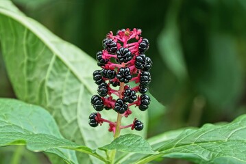 decorative stems of lakonos plants with black small berries and flowers with large green leaves in the summer garden