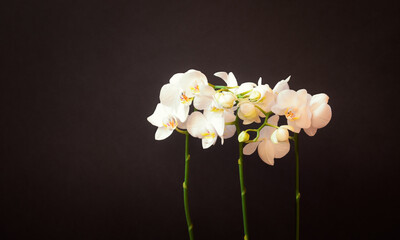 Naklejka na ściany i meble White orchid on dark background.