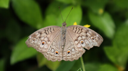 Overhead view of a Grey pansy butterfly perch on a flower while spreading its wings parallel