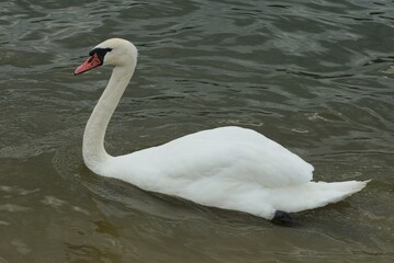 Naklejka premium one large white bird swan swims in the gray water of the lake