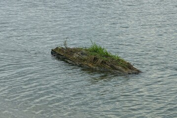 one old gray log of a lake in green grass lies in the water of a lake