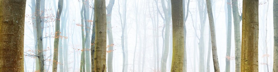 Mighty beech tree silhouettes in a misty autumn forest in Lorraine, France. Golden light, fog. Picturesque panoramic view. Atmospheric autumn landscape. Eco tourism, environmental conservation, nature - obrazy, fototapety, plakaty