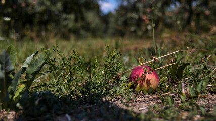 Red apple on the ground