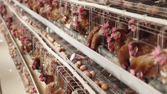 chicken farm