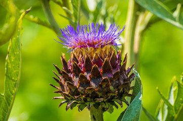 A close up of a Prickly Artichoke in a garden in Sussex, UK in summertime