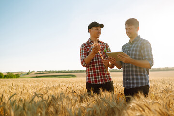 Businessmen farmers discuss the wheat crop on the field and view the schedule on the tablet. Modern...