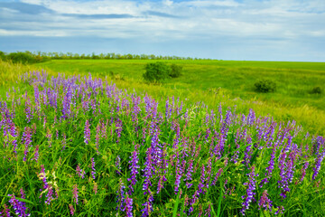 Fototapeta premium green summer prairie with wild flowers, summer natural scene