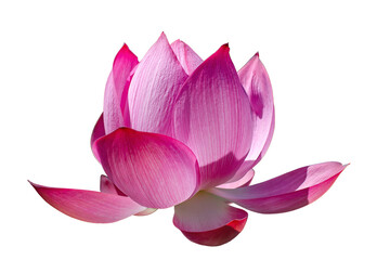 Big pink lotus in bloom on isolated on white background