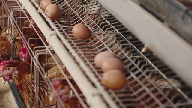 chicken farm