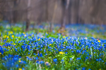 Fototapeta premium forest glade covered by blue Scilla flowers, beautiful outdoor natural background