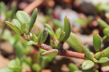 close up of a plant