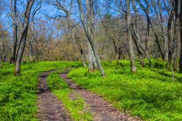 ground road in green summer forest, beautiful nature scene