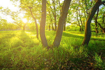 Fototapeta premium green forest glade at the sunset, good for natural background