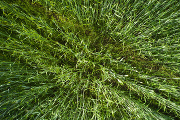 Light green wheat field textured close-up.