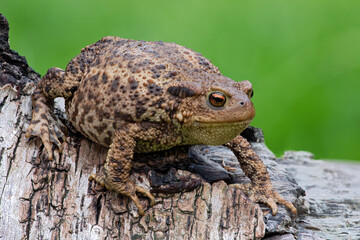 Focus stacked image of a Common Toad (Bufo bufo) in a British garden