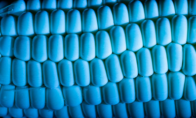 Obraz premium corn grains, corn grains under ultraviolet light, background