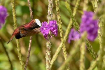 hummingbird on flower