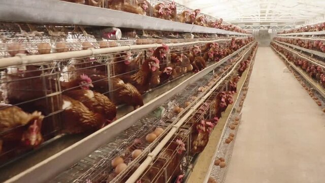 chicken farm