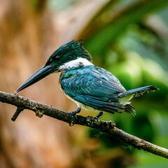 Naklejka premium lilac roller