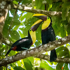 toucan on a branch