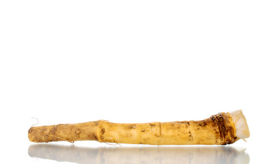 One spicy horseradish root, close-up, isolated on white.